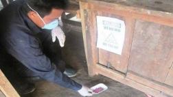 Loreto: realizan desratización en cuatro distritos de Maynas