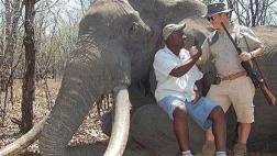 Zimbabue: alemán mató a elefante considerado "tesoro nacional"