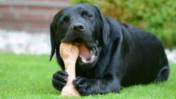 ¿Son realmente buenos los huesos para los perros?