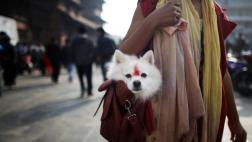 Los perros como mascotas habrían aparecido en Nepal y Mongolia