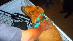 Piura: serenos salvan a perro que cayó a canal de regadío