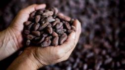 Hallan componente del café con efectos similares a la morfina