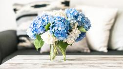 Aprende a mantener hermosas las hortensias de tu casa