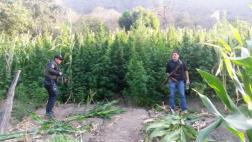 Policía destruyó más de 35.000 arbustos de marihuana en Piura