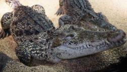 Cocodrilos duermen con un ojo abierto si hay un humano cerca