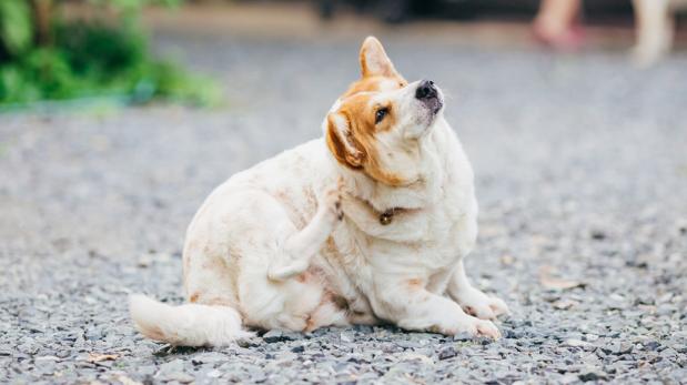 Conoce las causas que hacen que tu mascota pierda el pelo