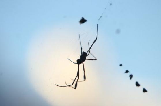 El Niño: mordeduras de serpientes y arañas podrían aumentar