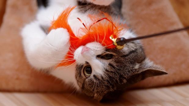 Detalles a tener en cuenta para recibir un gato en casa