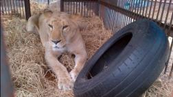 Leones rescatados de circos están listos para volar a África