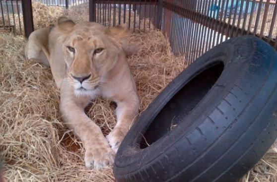 Leones rescatados de circos están listos para volar a África