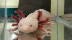 Vertebrados de 4 patas habrían podido regenerar extremidades