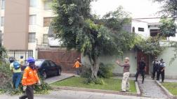 Magdalena: denuncian tala de árboles y municipio responde así