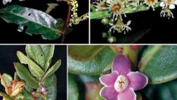 Hallan 30 nuevas especies de flora en Parque Nacional del Manu