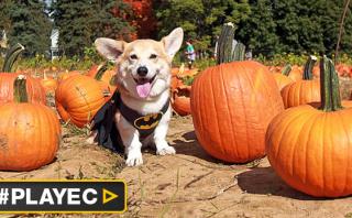 El desfile de Halloween protagonizado por perros [VIDEO]