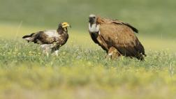 Alertan del riesgo de extinción de buitres africanos