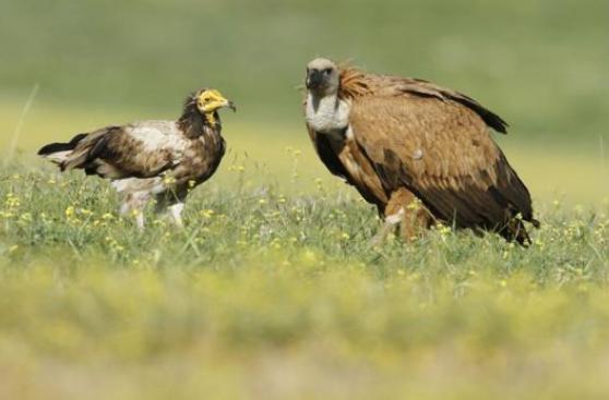 Alertan del riesgo de extinción de buitres africanos