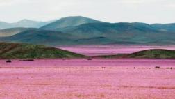 Atacama: ¿por qué tiene flores el lugar más seco del planeta?