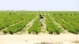 Proyecto Olmos: logran habilitar la mitad de las nuevas tierras