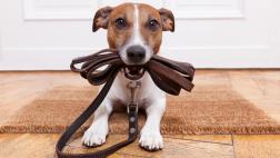 Elige una mascota de acuerdo con tu personalidad