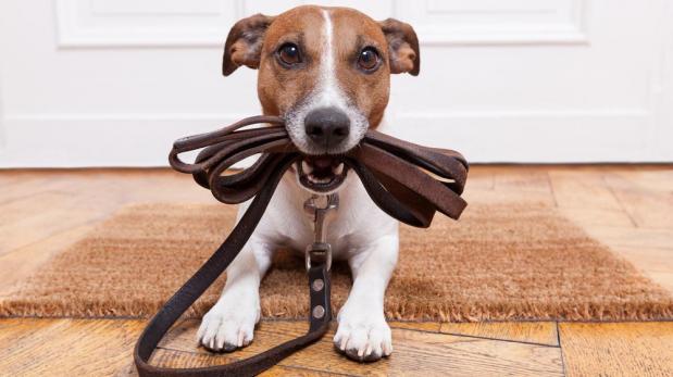 Elige una mascota de acuerdo con tu personalidad