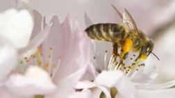 Usarían veneno de abeja para transportar fármacos al cerebro