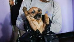 Maltrato animal: responsables recibirían hasta 5 años de cárcel