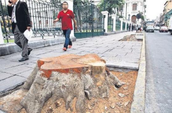 “Defensa del árbol”, por Abelardo Sánchez León