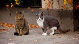 Sigue estas recomendaciones antes de adoptar un gato callejero