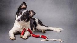 ¿Por qué inclina la cabeza tu perro cuando le hablas?