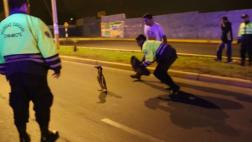 Chimbote: pingüino fue hallado deambulando en la calle