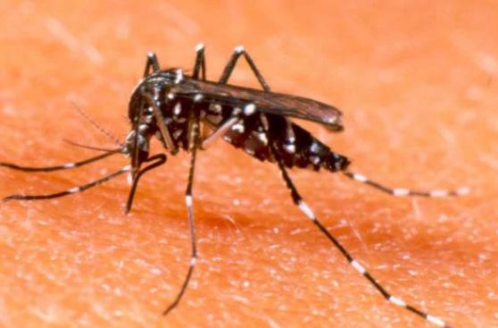 Casos de dengue en América llegarían a los 2 millones en 2015