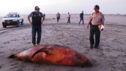 Lambayeque: aparecen más delfines y lobos marinos muertos