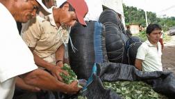 Promueven una economía lícita de la hoja de coca