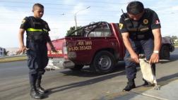 Chimbote: otro pingüino es hallado deambulando por las calles