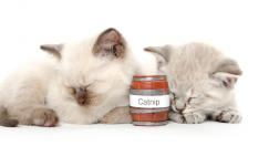 ¿Tu gato ha experimentado los efectos del catnip?