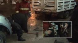 El esfuerzo de serenos y bomberos para rescatar a 3 cachorros