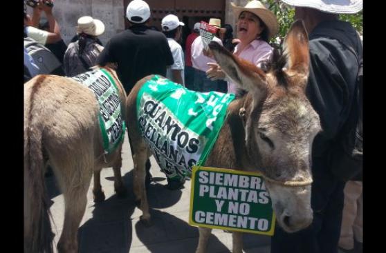 Arequipa: burros ingresaron a consejo regional durante protesta