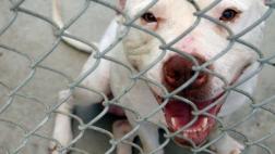 Insólito perfil de los perros peligrosos, según Independencia