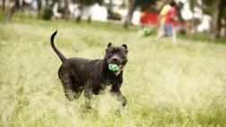 ¿Qué criterios definen a un perro potencialmente peligroso?