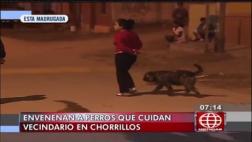 Denuncian envenenamiento de perros para robar en Chorrillos