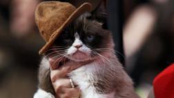 ¿Por qué se disfruta tanto viendo videos de gatos en Internet?