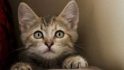 Presentan protocolo de uso de antibióticos para animales