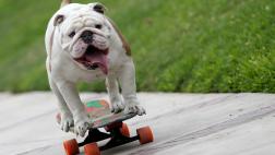 Otto: el perro skater peruano que rompió un récord Guinness