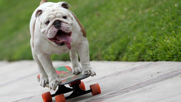Otto: el perro skater peruano que rompió un récord Guinness

