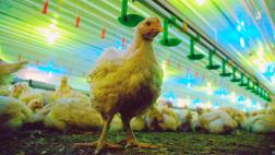 McDonald's y Starbucks piden dejar de criar aves en jaulas