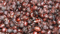 San Martín: aumenta venta de hormigas comestibles en mercados
