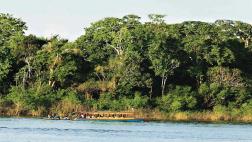 Visita Pucallpa y sigue la ruta del camu camu