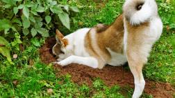 ¿Tu perro tiene el hábito de escarbar el jardín? Conoce por qué