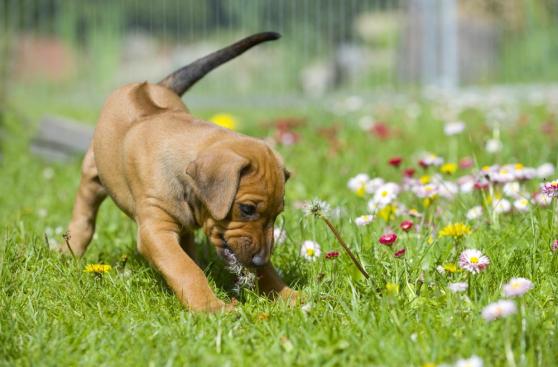 ¿Tu perro tiene el hábito de escarbar el jardín? Conoce por qué