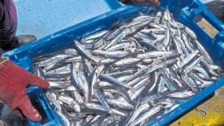 Pesca: Estas acciones tomará el Produce hasta noviembre